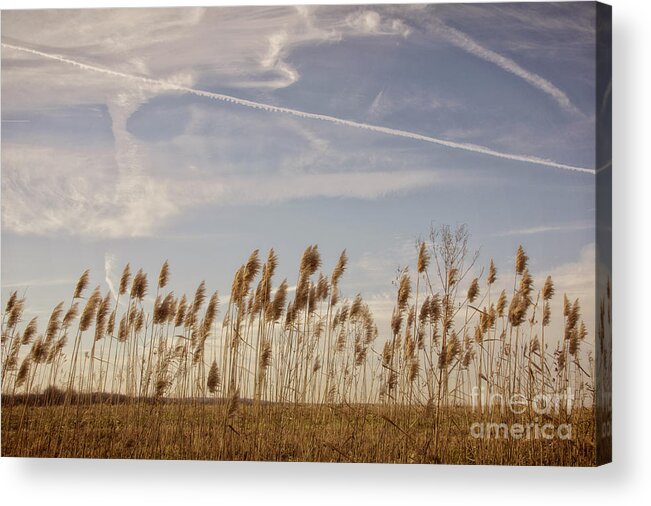 Indiana Acrylic Print featuring the photograph Fields O'Grain by Diane Enright