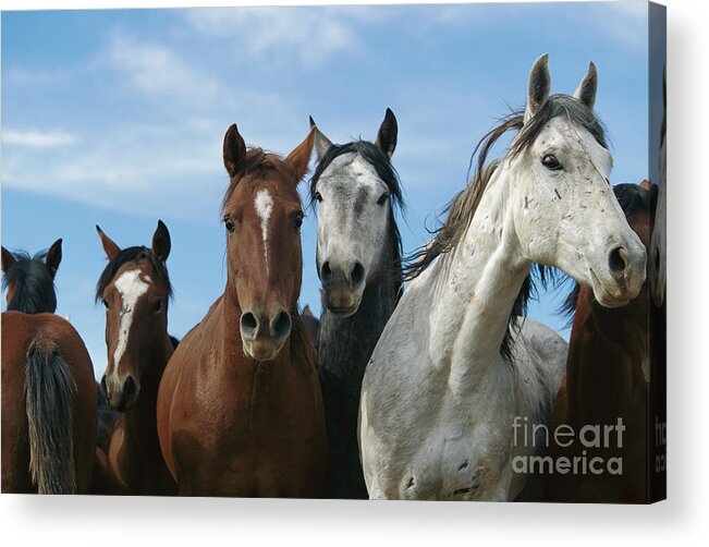 00340245 Acrylic Print featuring the photograph Fifteen Mile Mustang Herd by Yva Momatiuk John Eastcott