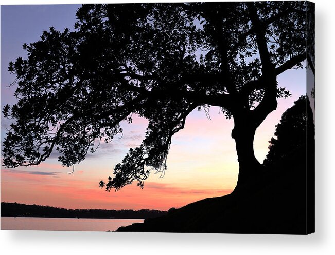 Fig Acrylic Print featuring the photograph Fig Tree Silhouette by Nicholas Blackwell