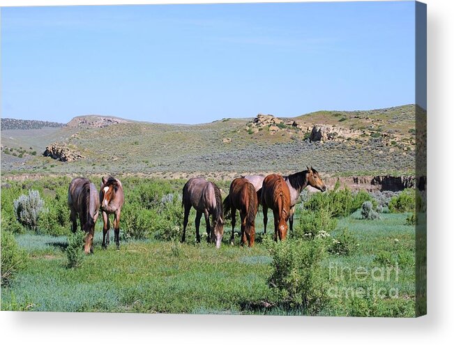 Fillies Acrylic Print featuring the photograph Fillies Day Out by Merle Grenz