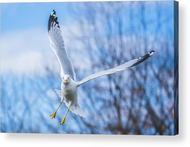 20170128 Acrylic Print featuring the photograph Final Approach by Jeff at JSJ Photography