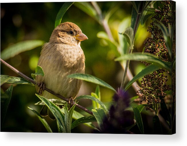 Finch Acrylic Print featuring the photograph Finch in Butterfly Bush by Janis Knight