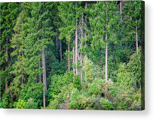 Bullards Bar Reservoir Acrylic Print featuring the photograph Find the Bald Eagle in the Picture by Jim Thompson