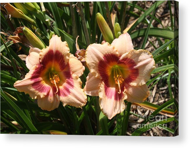 Flowers Acrylic Print featuring the photograph Fire Lilies by Wendy Coulson