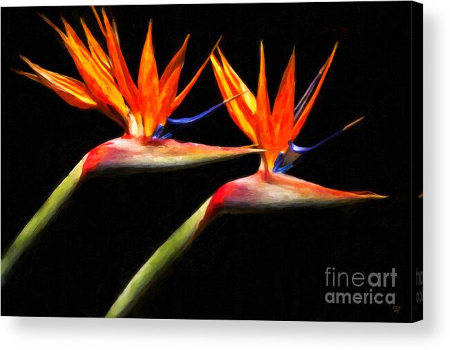 Bird Of Paradise Acrylic Print featuring the painting Fire Wings by David Millenheft