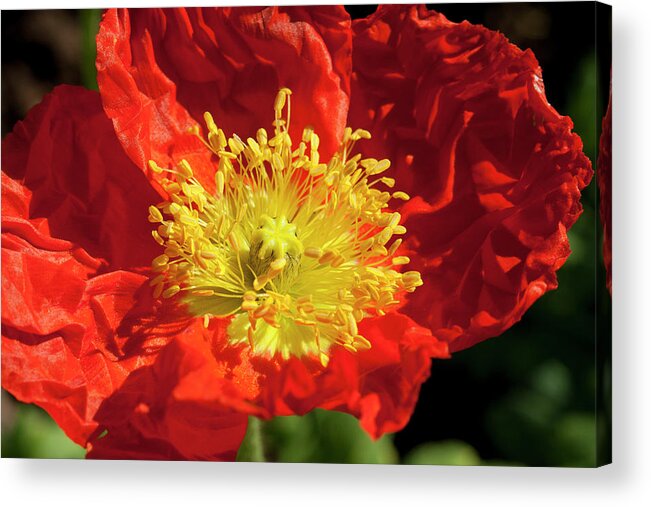 Flower Acrylic Print featuring the photograph Firery flower by Martin Valeriano