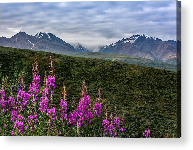Denali Acrylic Print featuring the photograph Fireweed in Denali by Claudia Abbott