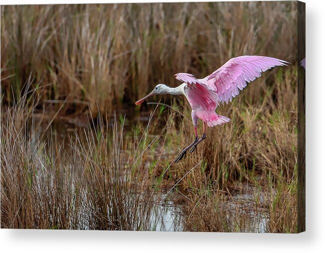 Birds Acrylic Print featuring the photograph First Arrival by Norman Peay