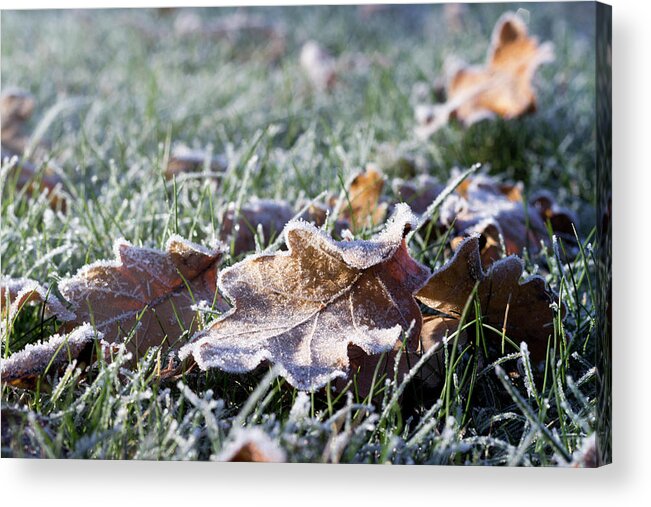 Nature Acrylic Print featuring the photograph First frost by Helga Novelli