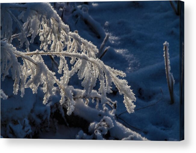 Frost Acrylic Print featuring the photograph First Light by Alana Thrower