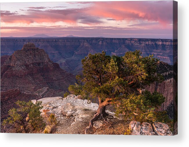 Pine Tree Acrylic Print featuring the photograph First Light by Chuck Jason