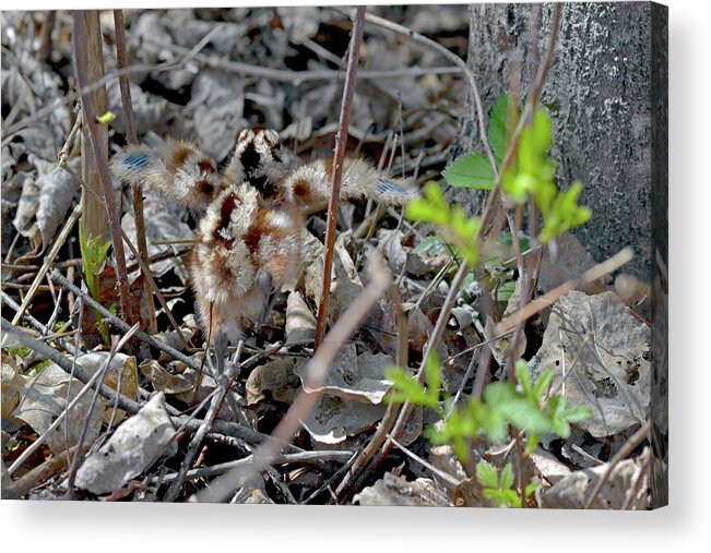 American Woodcock Acrylic Print featuring the photograph First steps by Asbed Iskedjian