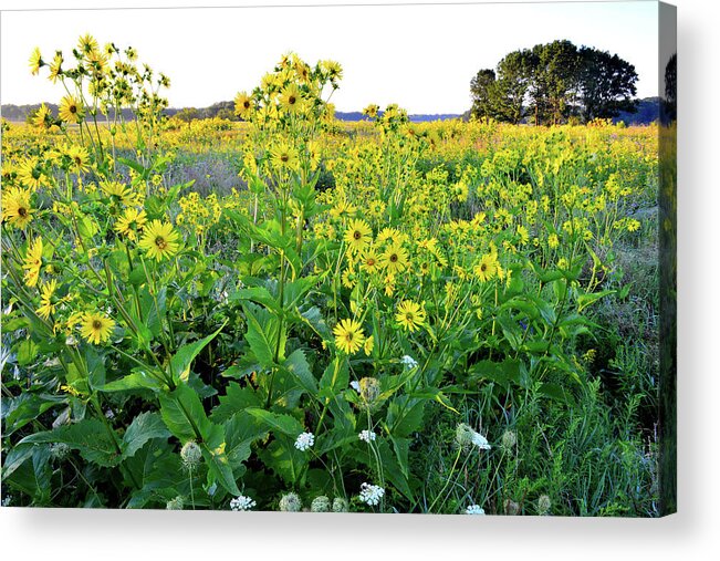 Chain-o-lakes State Park Acrylic Print featuring the photograph First Sunlight on Sunflowers in Chain-O-Lakes SP by Ray Mathis