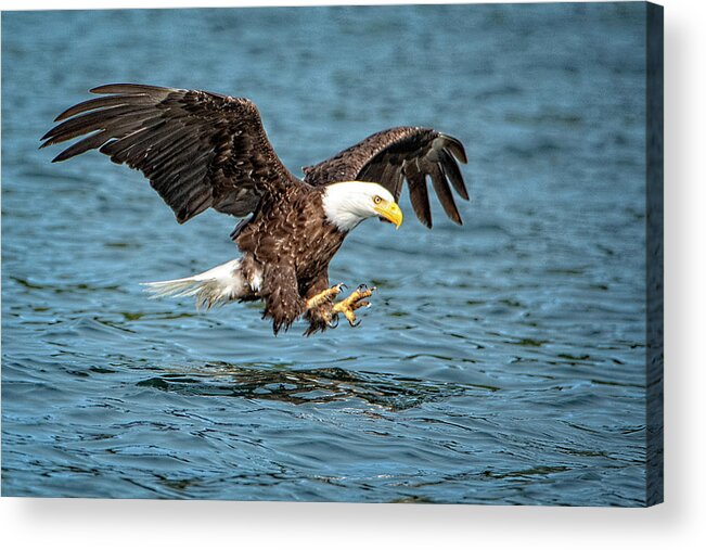 Bald Eagle Acrylic Print featuring the photograph Fishing by Jeanette Mahoney