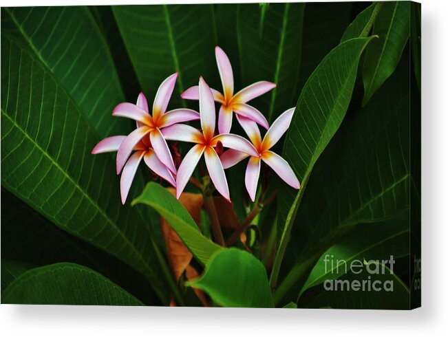 Plumeria Acrylic Print featuring the photograph Five of a Kind by Craig Wood