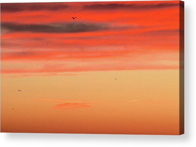 Abstract Acrylic Print featuring the photograph Five Random Birds by Lyle Crump
