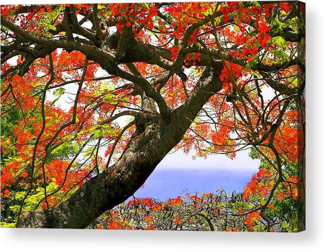 Tree Acrylic Print featuring the photograph Flamboyant Trees- St Lucia by Chester Williams