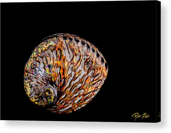 Animal Acrylic Print featuring the photograph Flame Abalone by Rikk Flohr