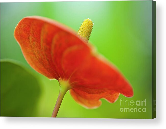 Anthurie Acrylic Print featuring the photograph Flamingo Flower 2 by Heiko Koehrer-Wagner