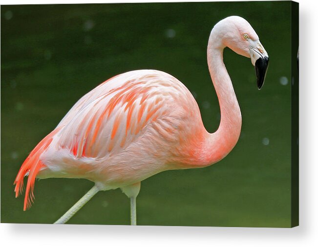 Flamingo Acrylic Print featuring the photograph Flamingo Pink by Lynn Sprowl