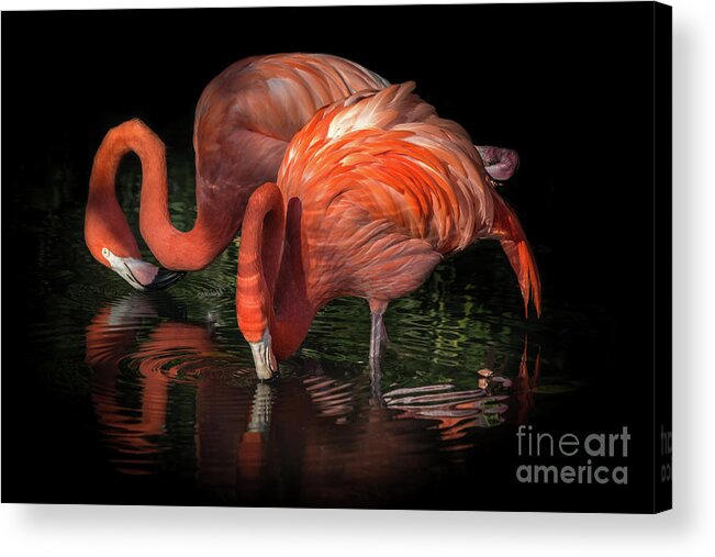 Black Background Acrylic Print featuring the photograph Flamingo Reflection by Liesl Walsh