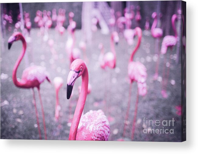 Animals Acrylic Print featuring the photograph Flamingo by Setsiri Silapasuwanchai