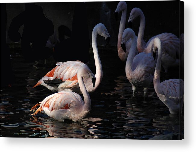Flamingo Acrylic Print featuring the photograph Flamingo Study - 2 by DArcy Evans