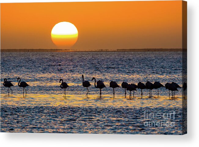 Africa Acrylic Print featuring the photograph Flamingo Sunset by Inge Johnsson