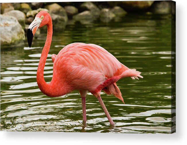 Flamingo Acrylic Print featuring the photograph Flamingo Wades by Nicole Lloyd