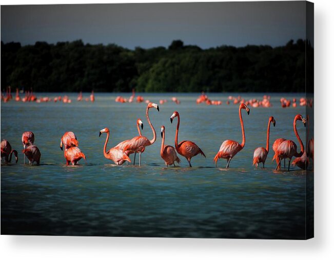 Flamingos Acrylic Print featuring the photograph Flamingos by Robert Grac