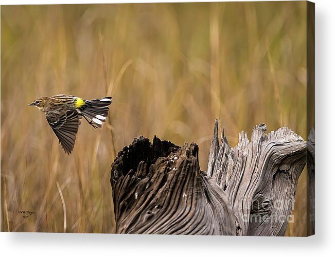 Warbler Acrylic Print featuring the photograph Flight Of The Driftwood Butterbutt by DB Hayes
