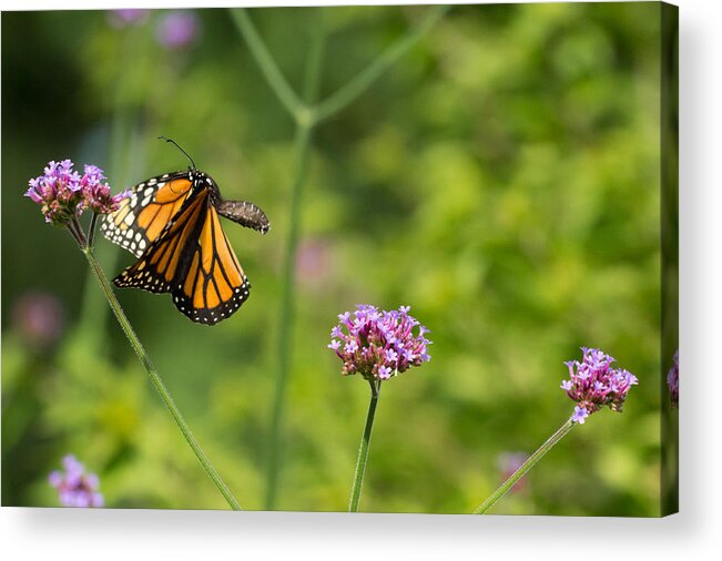 Monarch Acrylic Print featuring the photograph Flight of the Monarch 2 by Brian Hale