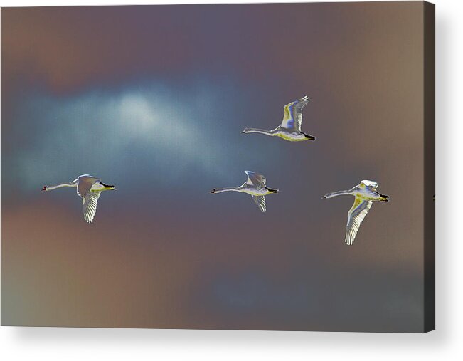 Sublime Acrylic Print featuring the photograph Flight by Richard Patmore