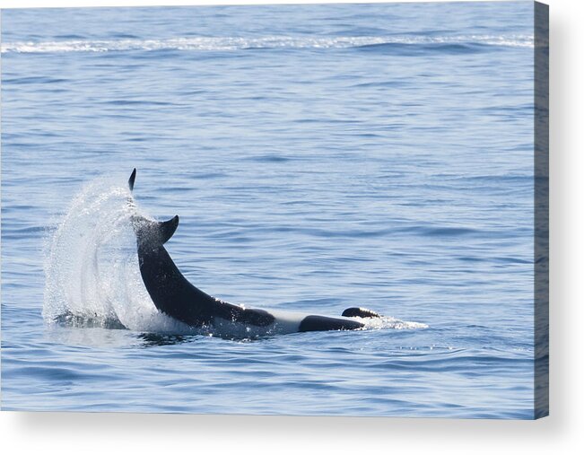 Wildlife. Orca Acrylic Print featuring the photograph Flipping Off by Harold Piskiel