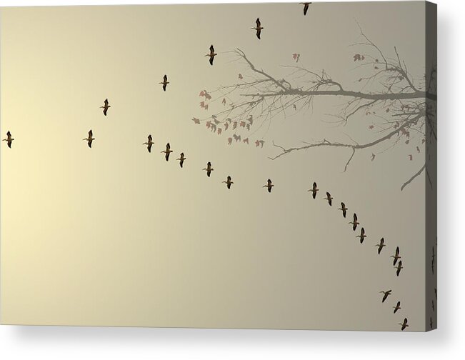 Soar Acrylic Print featuring the photograph Float In Time by Mark Ross