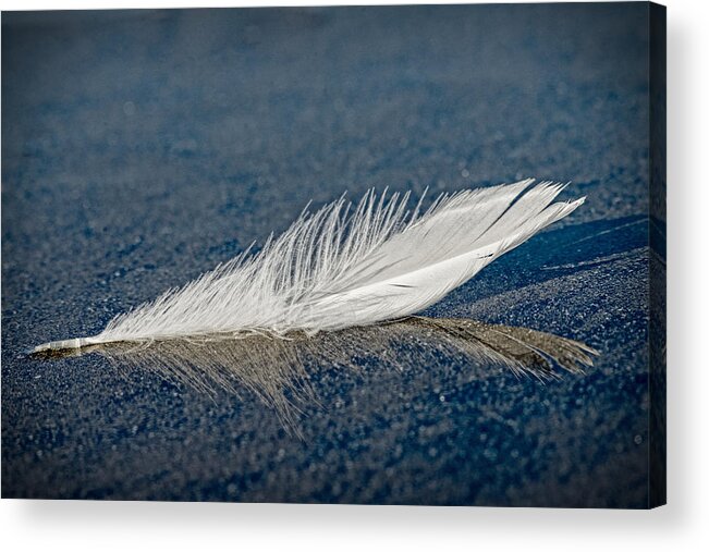 Feather Acrylic Print featuring the photograph Floating Feather Reflection by Robert Potts