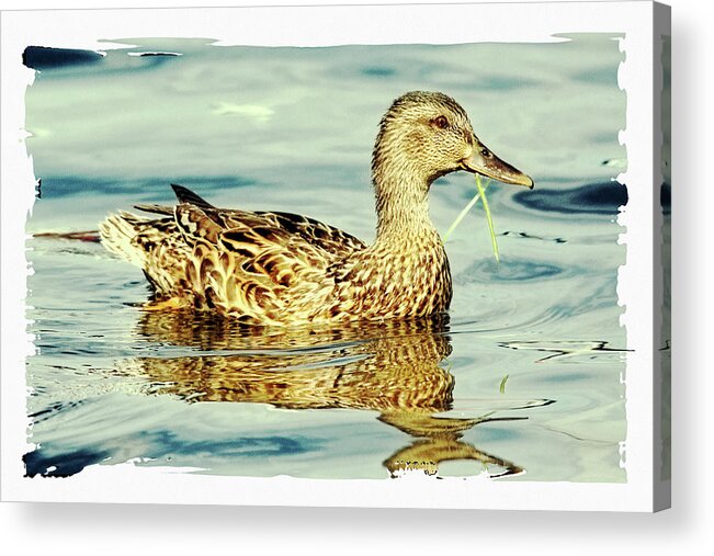 Floating Acrylic Print featuring the digital art Floating by Tatiana Travelways
