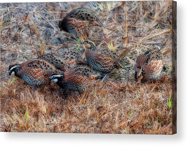 Flock Acrylic Print featuring the photograph Flock of quail feeding in field by Dan Friend