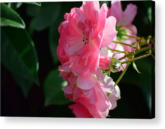 Flora Acrylic Print featuring the photograph Flora No. 3 by Sandy Taylor