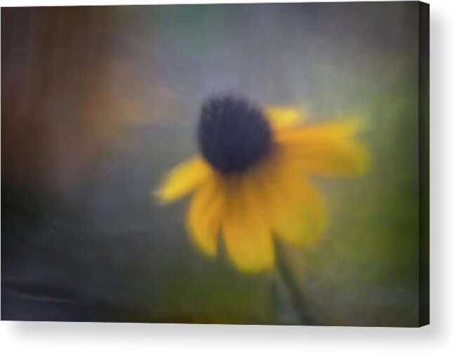 Daisy Acrylic Print featuring the photograph Floral Dream 1 by Peter Scott