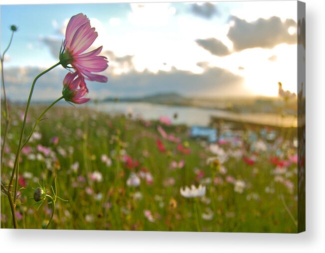 Wild Flowers Acrylic Print featuring the photograph Floral Sunset by HweeYen Ong