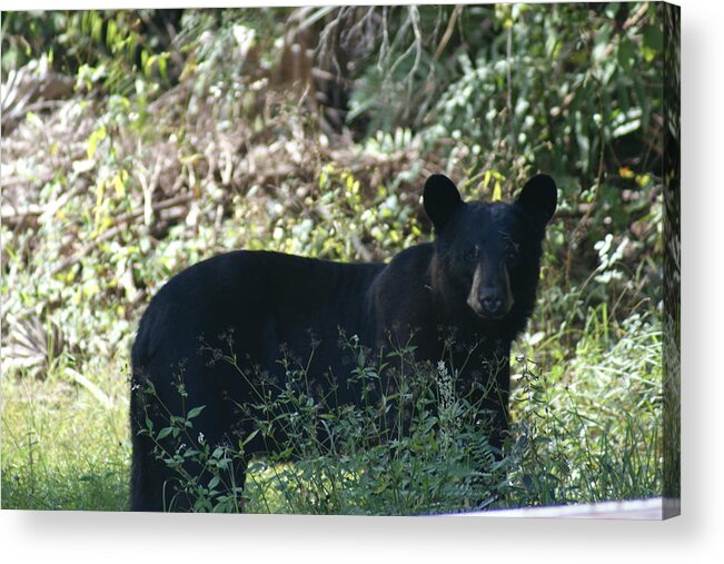 Florida Black Bear Acrylic Print featuring the photograph Florida Black Bear by Lindsey Floyd