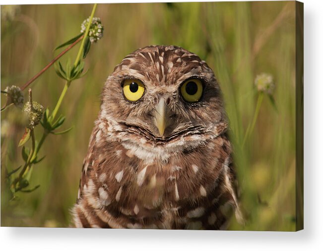 Owl Acrylic Print featuring the photograph Florida Burrowing Owl by Paul Rebmann