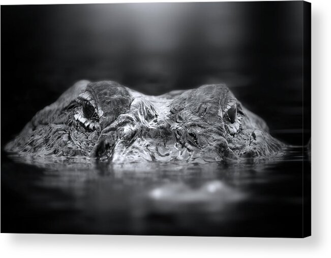 Alligator Acrylic Print featuring the photograph Florida Gator by Mark Andrew Thomas