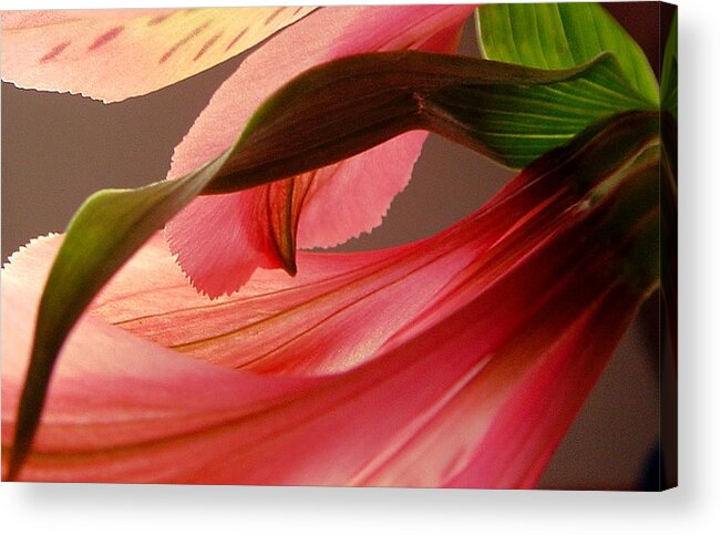 Flower Acrylic Print featuring the photograph Flow by Kae Cheatham