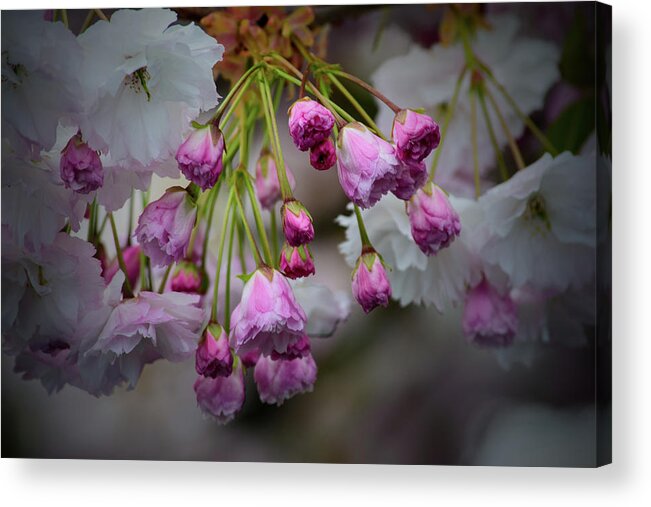 Spring Acrylic Print featuring the photograph Flower Blossoms by Tikvah's Hope