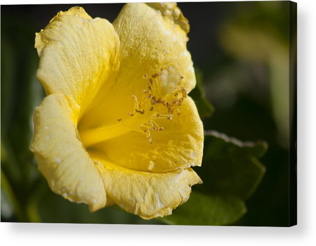 Flower Acrylic Print featuring the photograph Flower closeup by Martin Valeriano