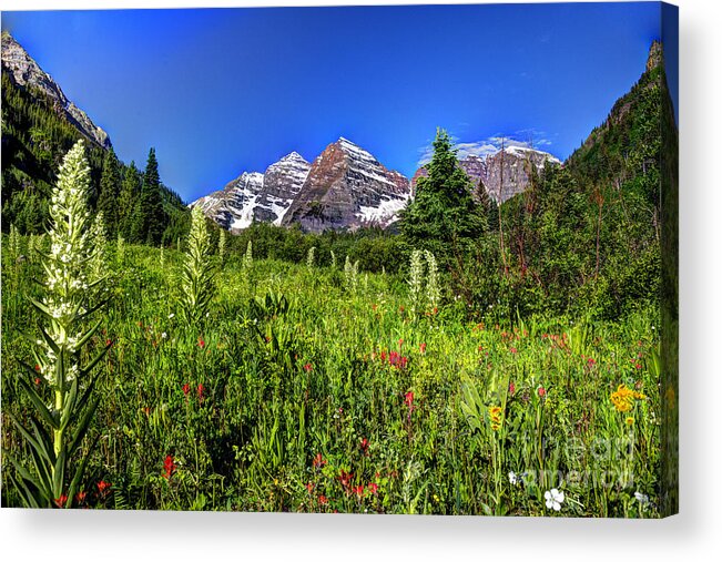 Meadow Acrylic Print featuring the photograph Flower-filled Meadow at Maroon Bells by Jean Hutchison