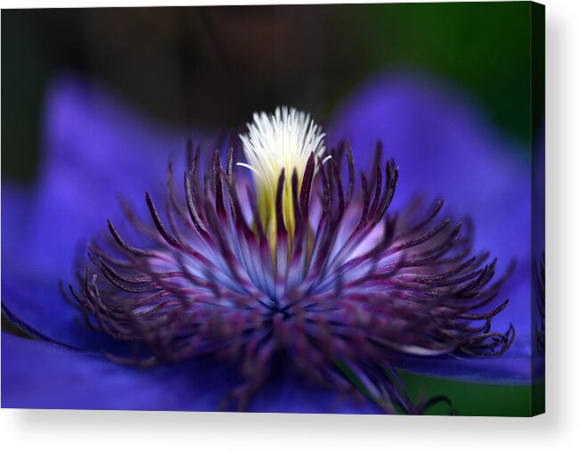 Clematis Acrylic Print featuring the photograph Flower Light by Wanda Brandon
