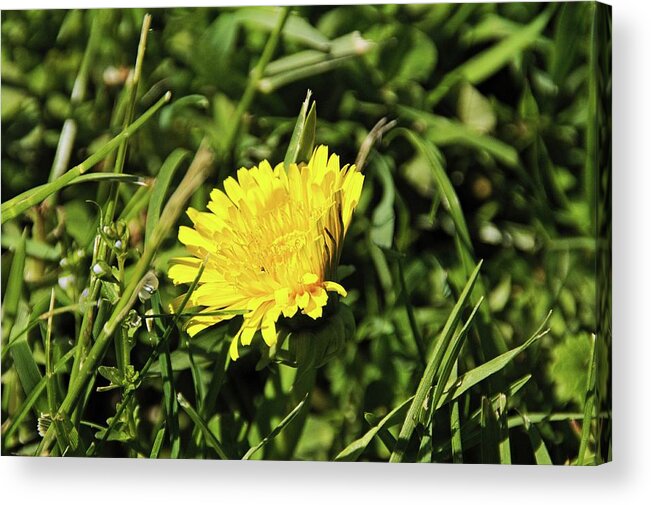 Flowers Acrylic Print featuring the photograph Flower macro 2 by Karl Rose